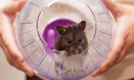 Are Hamster Exercise Balls Dangerous?