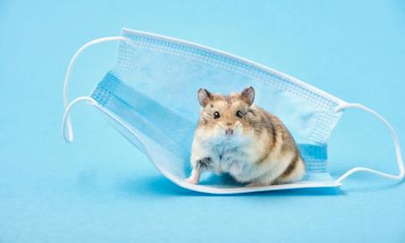 Tumors and Cancers in Hamsters
