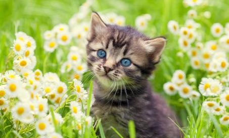 Kitten Pet Insurance