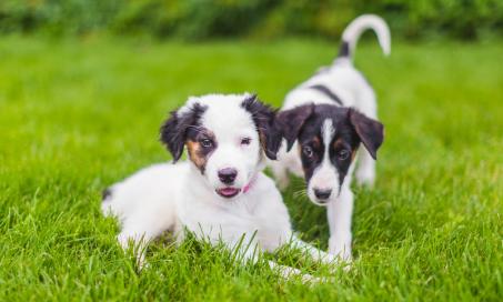 how much does it cost to treat heartworms in dogs