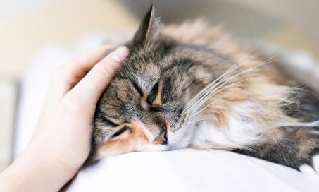 Gastritis in Cats