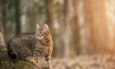 Lung Fungal Infections in Cats