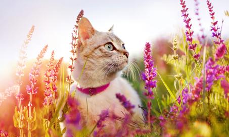 The Best Flea and Tick Medications for Cats