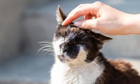 Skin Fungal Infections in Cats