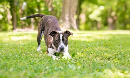 Happy Tail Syndrome in Dogs