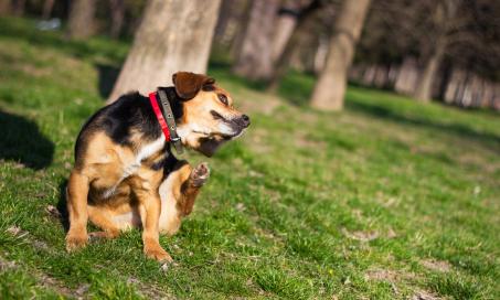The Best Flea and Tick Medications for Dogs