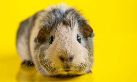 Tumors and Cancers in Guinea Pigs
