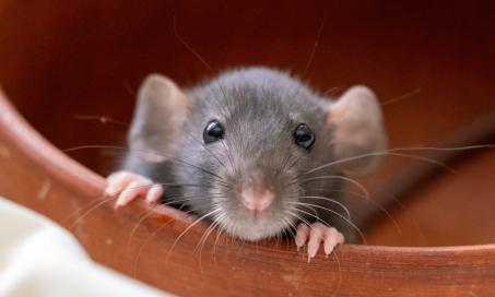 老鼠能活多久?