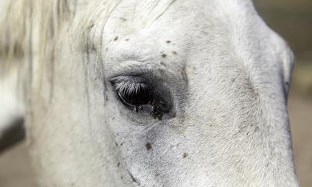 Skin Problems in Horses