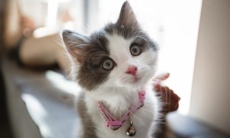 Best Flea and Tick Prevention for Kittens
