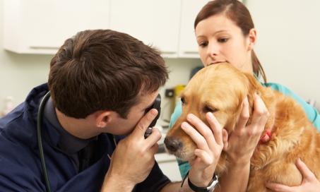 Non-Ulcerative Keratitis (Corneal Inflammation) in Dogs