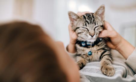 When to Start Flea and Tick Prevention for Kittens