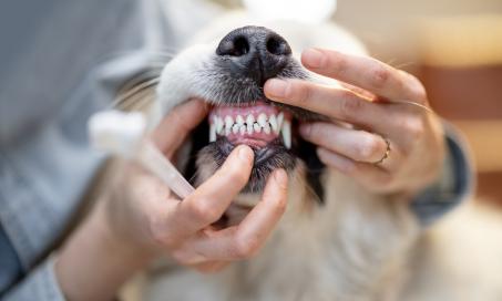can dogs get dental implants