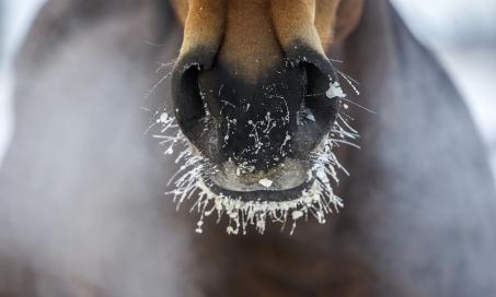 冬天照顾马