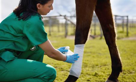 Wound Care for Horses
