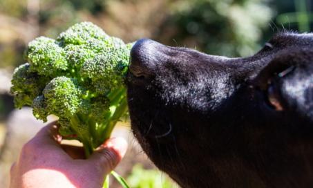 狗可以吃花椰菜吗?