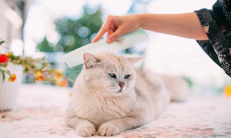 How To Use a Flea Comb on Cats
