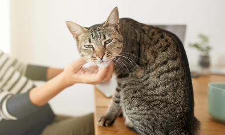 6 Things To Know About Flea Dips for Cats