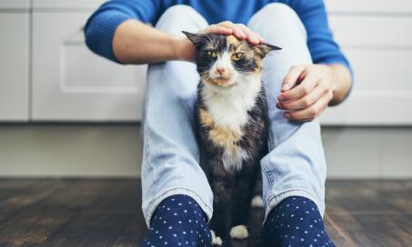 How Long Do Flea and Tick Medications Take to Work on Cats?