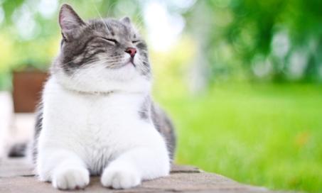 The Best Heartworm Medications for Cats
