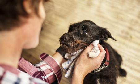 6 Things to Know About Flea Dips for Dogs