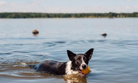 did my dog drown