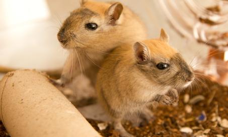 gerbil scratching