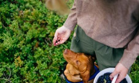 Can Dogs Eat Blueberries?