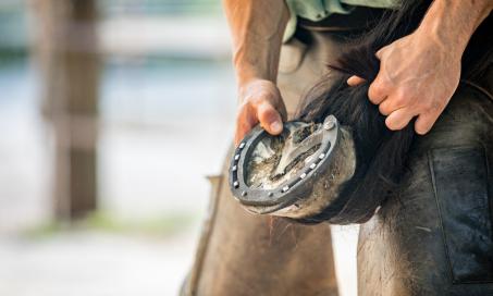 Shoes for Horses: Everything You Need to Know