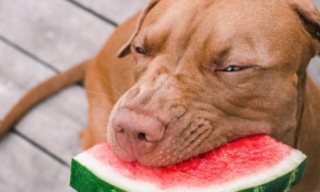 狗能吃西瓜吗?