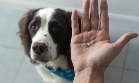 狗的非甾体抗炎药:你需要知道的一切