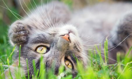 6 Types of Tick-Borne Disease in Cats