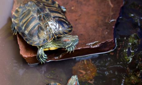 如何照顾水生宠物龟