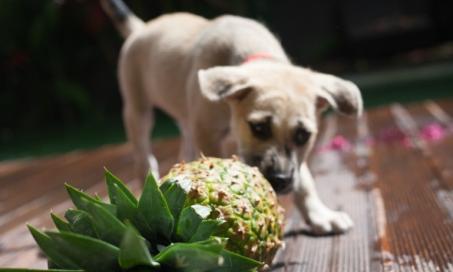 狗可以吃菠萝吗?