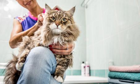How to Get Rid of Fleas on Cats