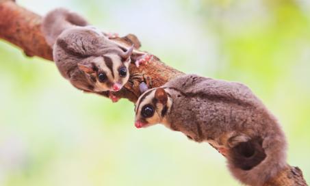 How Long Do Sugar Gliders Live?