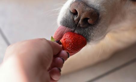 狗能吃草莓吗?