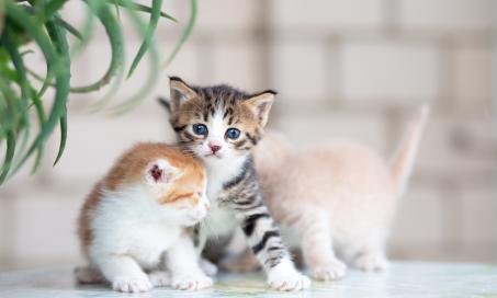 Kitten Vaccination Schedule and Costs 