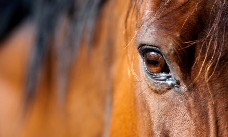 Corneal Ulcer in Horses