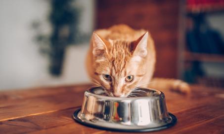 食物过敏在猫