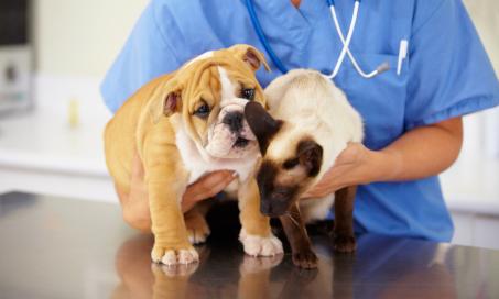 Pet Wellness Exams: How to Prepare