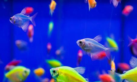 What Are Glofish?
