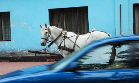 How Much Does a Horse Cost? | PetMD