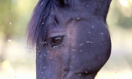 West Nile Virus in Horses