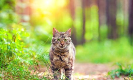 Babesiosis in Cats