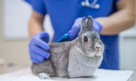 Rabbit Vaccines: Everything You Need to Know