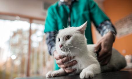 Anaphylaxis in Cats