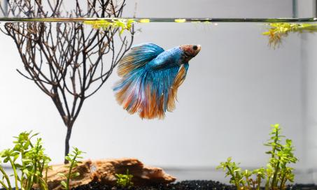 5 Facts About Betta Fish