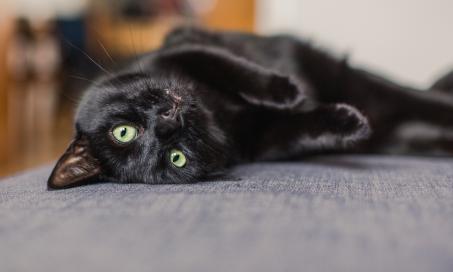 10 Things to Know About Black Cats