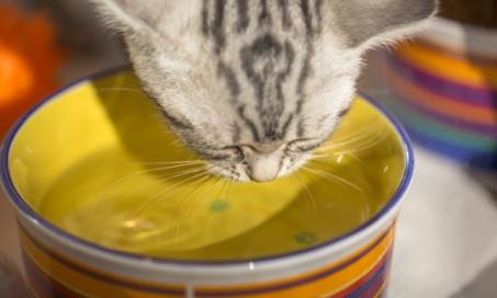 为什么你的猫不喝水，该怎么办